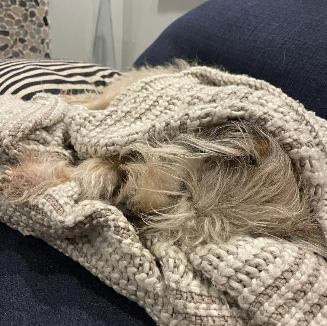 grey terrier wrapped up in a grey and white blanket sleeping