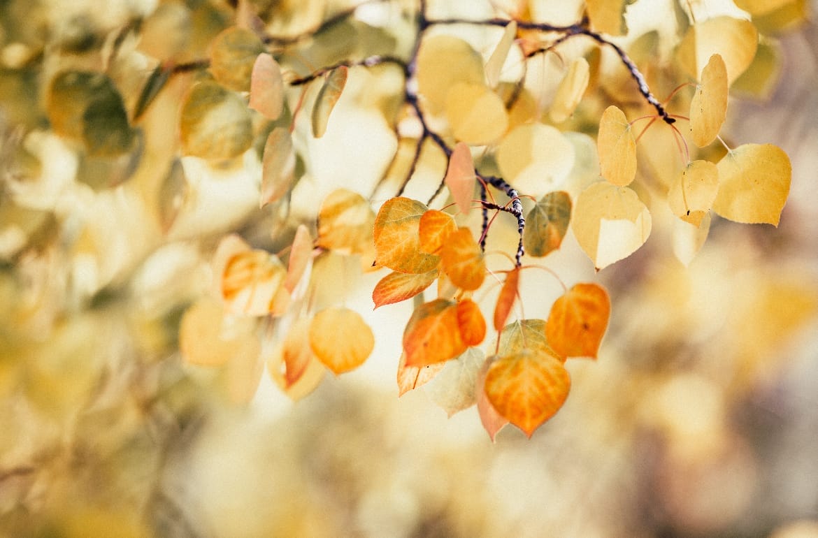autumn leaves hanging from a tree branch, glistening in the sunlight