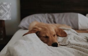 yellow lab snoozes on a comfy bed with an ecru blanket and pillow